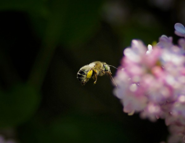 Bee Happy by Amanda Corcoran